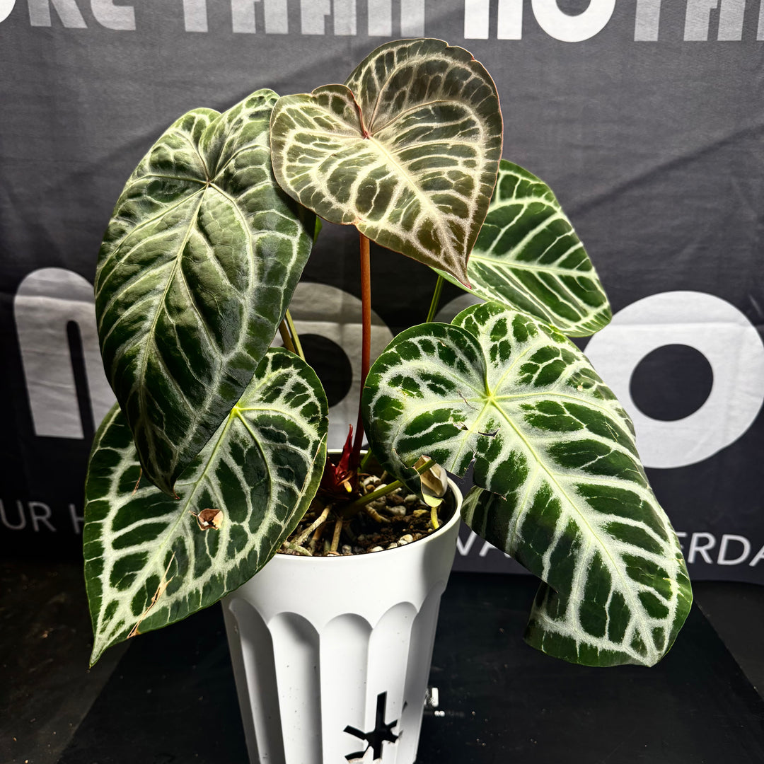 [Equator]【活性保持·红皇后】Anthurium 'Red Queen'