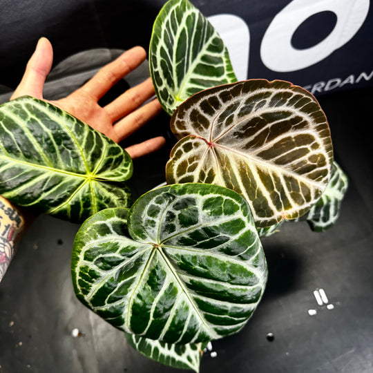[Equator]【活性保持·红皇后】Anthurium 'Red Queen'