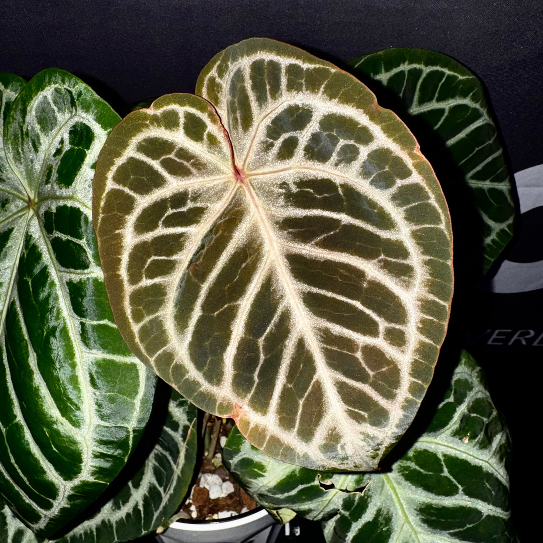 [Equator]【活性保持·红皇后】Anthurium 'Red Queen'