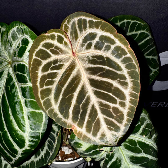 [Equator]【活性保持·红皇后】Anthurium 'Red Queen'