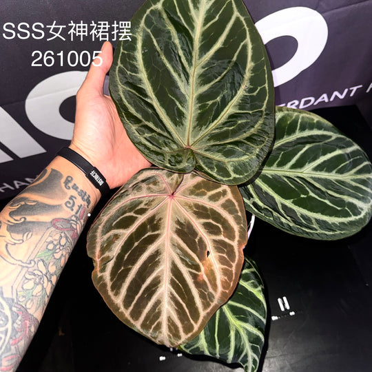 [Mono]【莫若·SSS级女神裙摆】Anthurium  'Goddess Skirt' Grade SSS