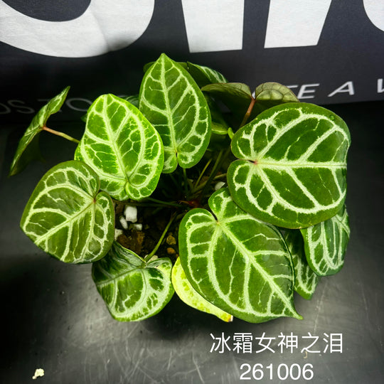 [Mono]【莫若·冰霜女神之泪】Anthurium  'Goddess Frozen Tear'