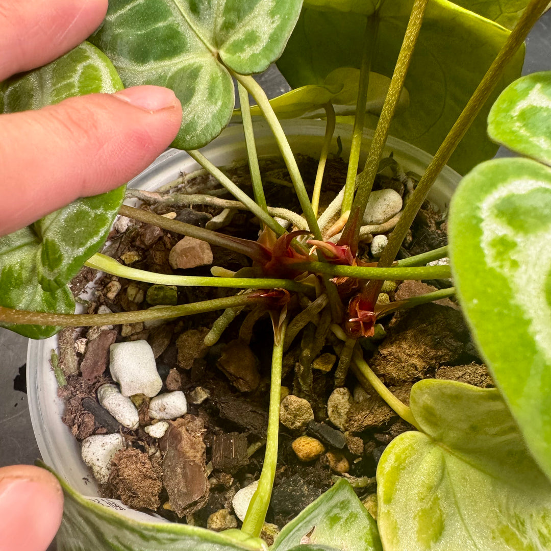 [Mono]【莫若·冰霜女神之泪】Anthurium  'Goddess Frozen Tear'