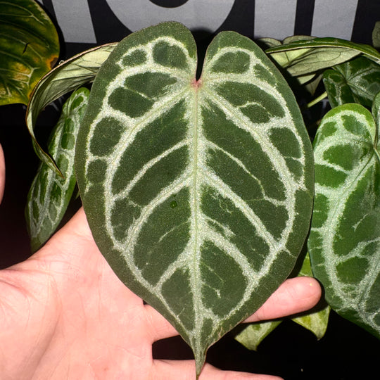 [Mono]【莫若·冰霜女神之泪】Anthurium  'Goddess Frozen Tear'