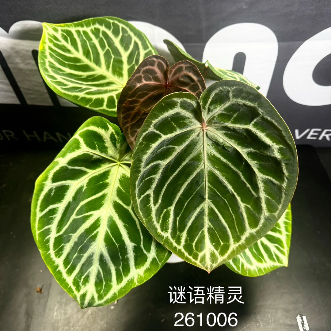 [Equator]【活性保持·谜语精灵】Anthurium 'Riddle Sprite'