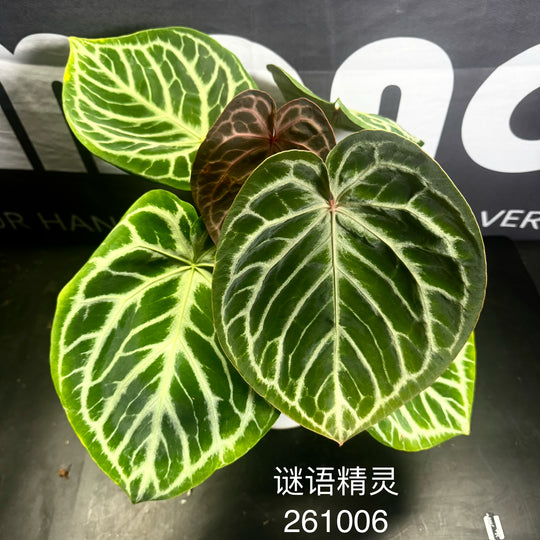 [Equator]【活性保持·谜语精灵】Anthurium 'Riddle Sprite'