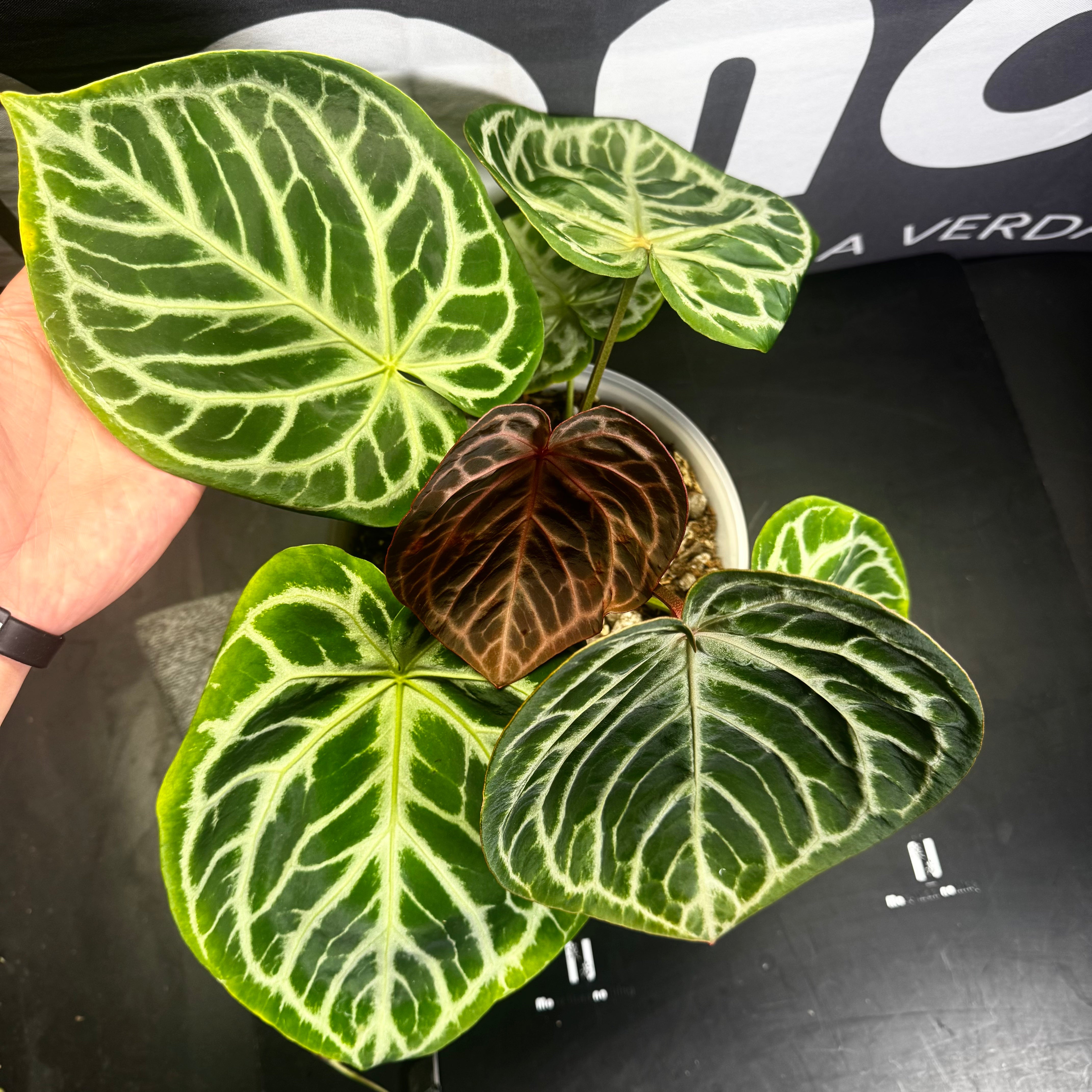 Equator – MONO Plant House