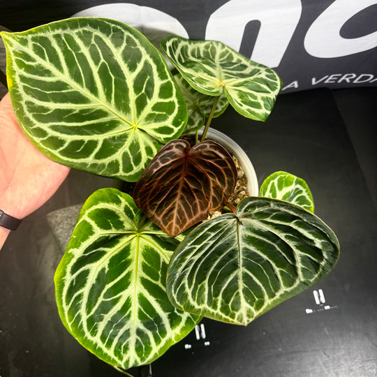 [Equator]【活性保持·谜语精灵】Anthurium 'Riddle Sprite'