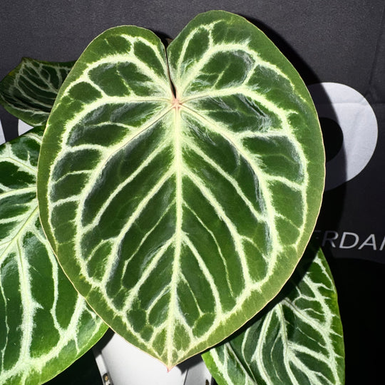[Equator]【活性保持·谜语精灵】Anthurium 'Riddle Sprite'