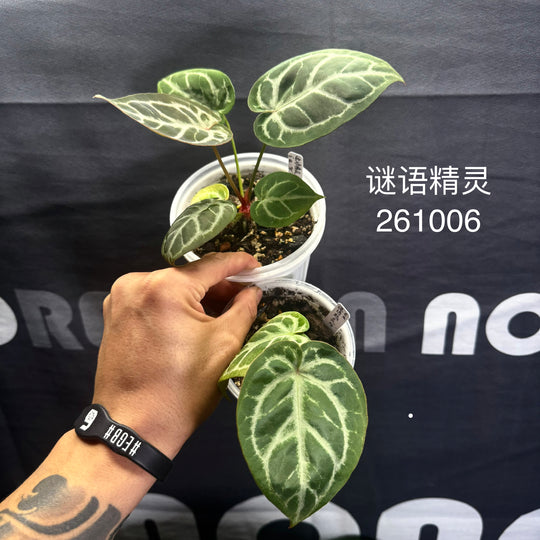 [Equator]【活性保持·谜语精灵】Anthurium 'Riddle Sprite'