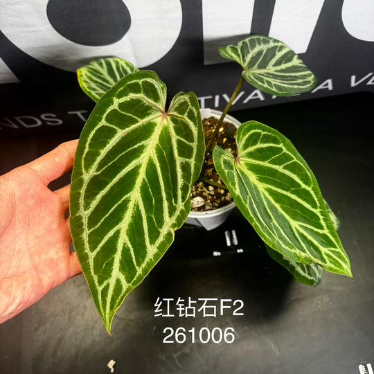 [Equator]【活性保持·红钻石F2】Anthurium 'Red Diamond' F2