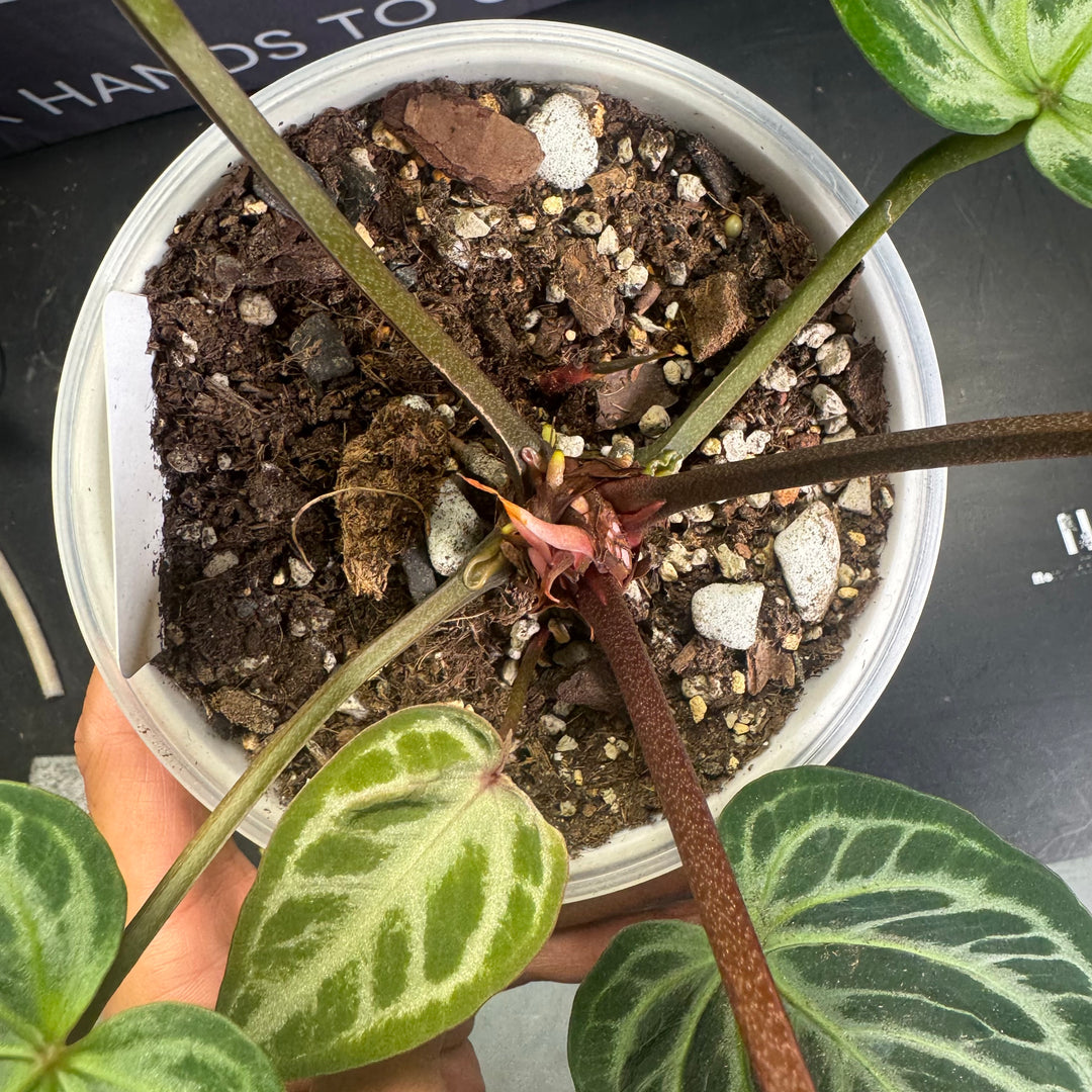 [Equator]【活性保持·红钻石F2】Anthurium 'Red Diamond' F2