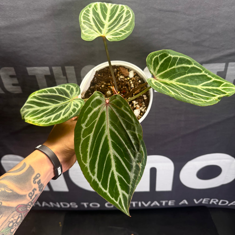 [Equator]【活性保持·红钻石F2】Anthurium 'Red Diamond' F2