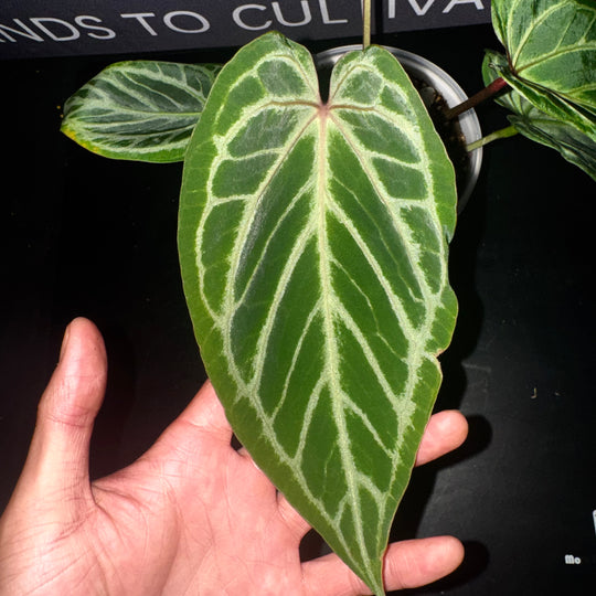 [Equator]【活性保持·红钻石F2】Anthurium 'Red Diamond' F2