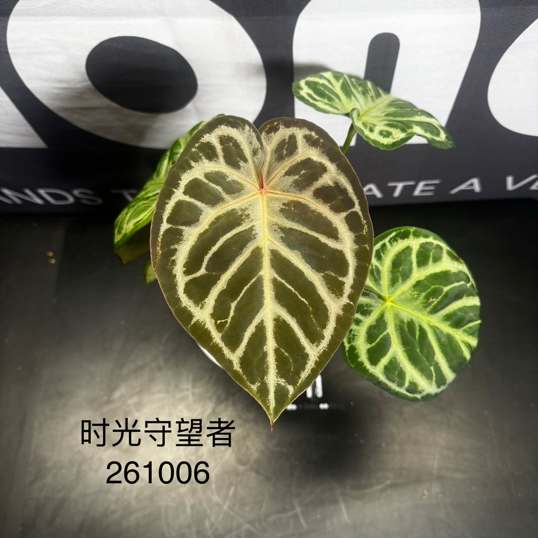 [Mono]【莫若·时光守望者】Anthurium  'Time Watcher'