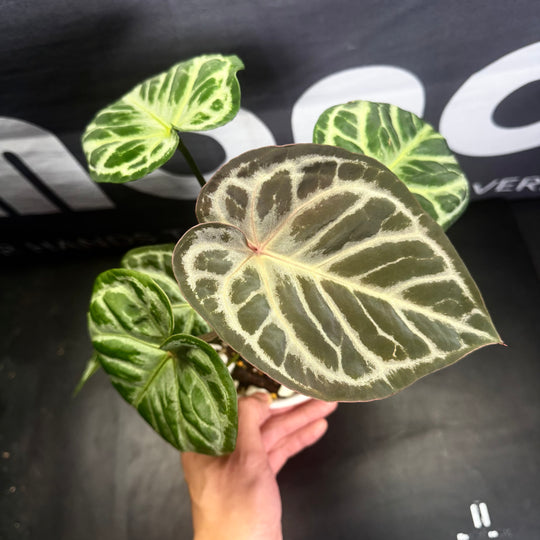 [Mono]【莫若·时光守望者】Anthurium  'Time Watcher'