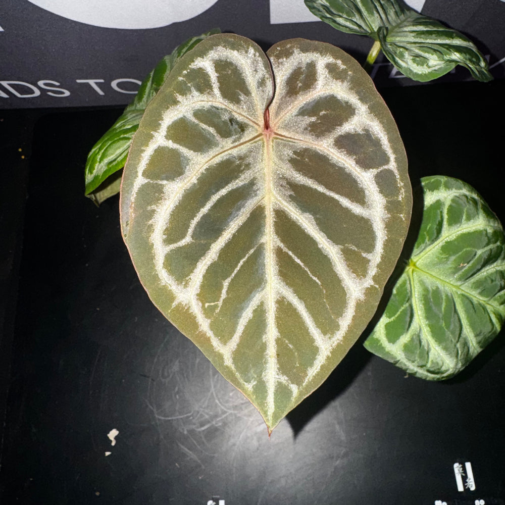 [Mono]【莫若·时光守望者】Anthurium  'Time Watcher'