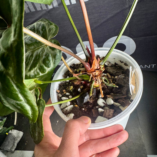 [Mono]【莫若·时光守望者】Anthurium  'Time Watcher'