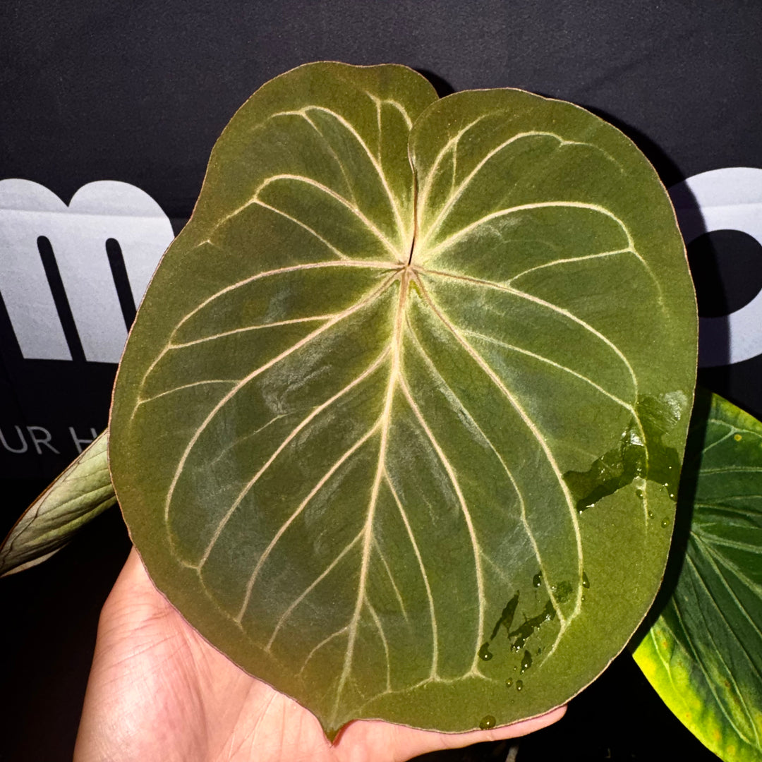 [Mono]【莫若·Hu家·KOS】Anthurium King of Spade by Hu
