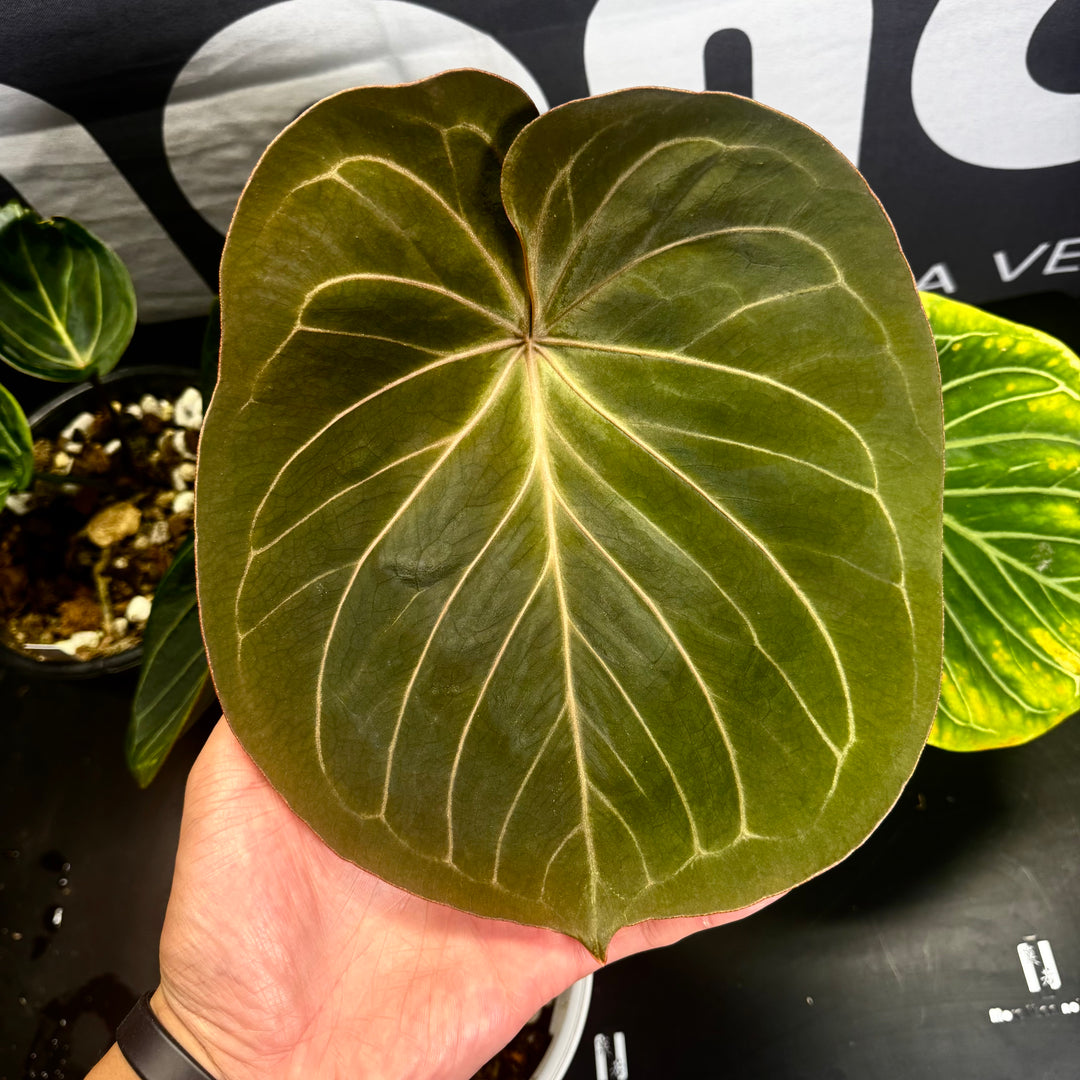 [Mono]【莫若·Hu家·KOS】Anthurium King of Spade by Hu
