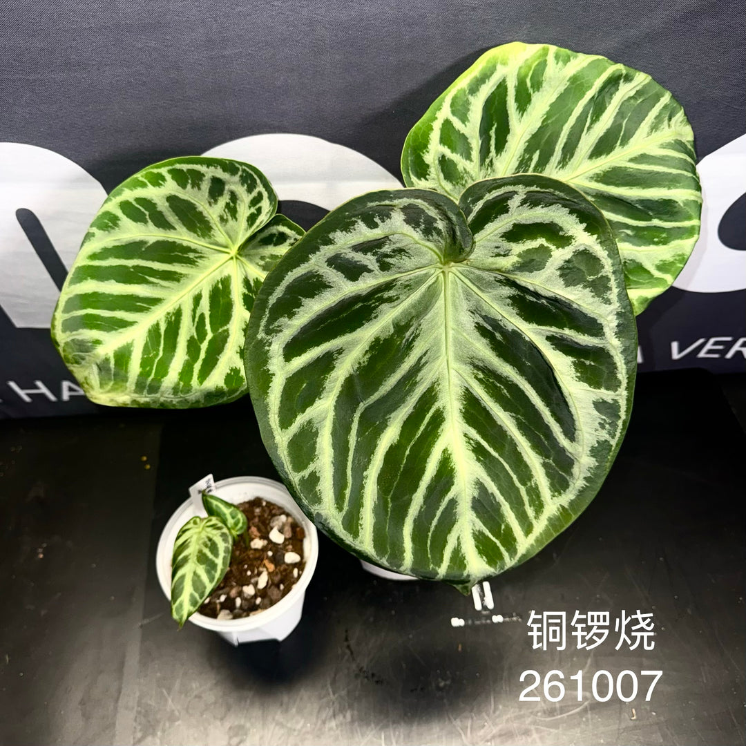 [Equator]【活性保持·铜锣烧】Anthurium 'Dorayaki'