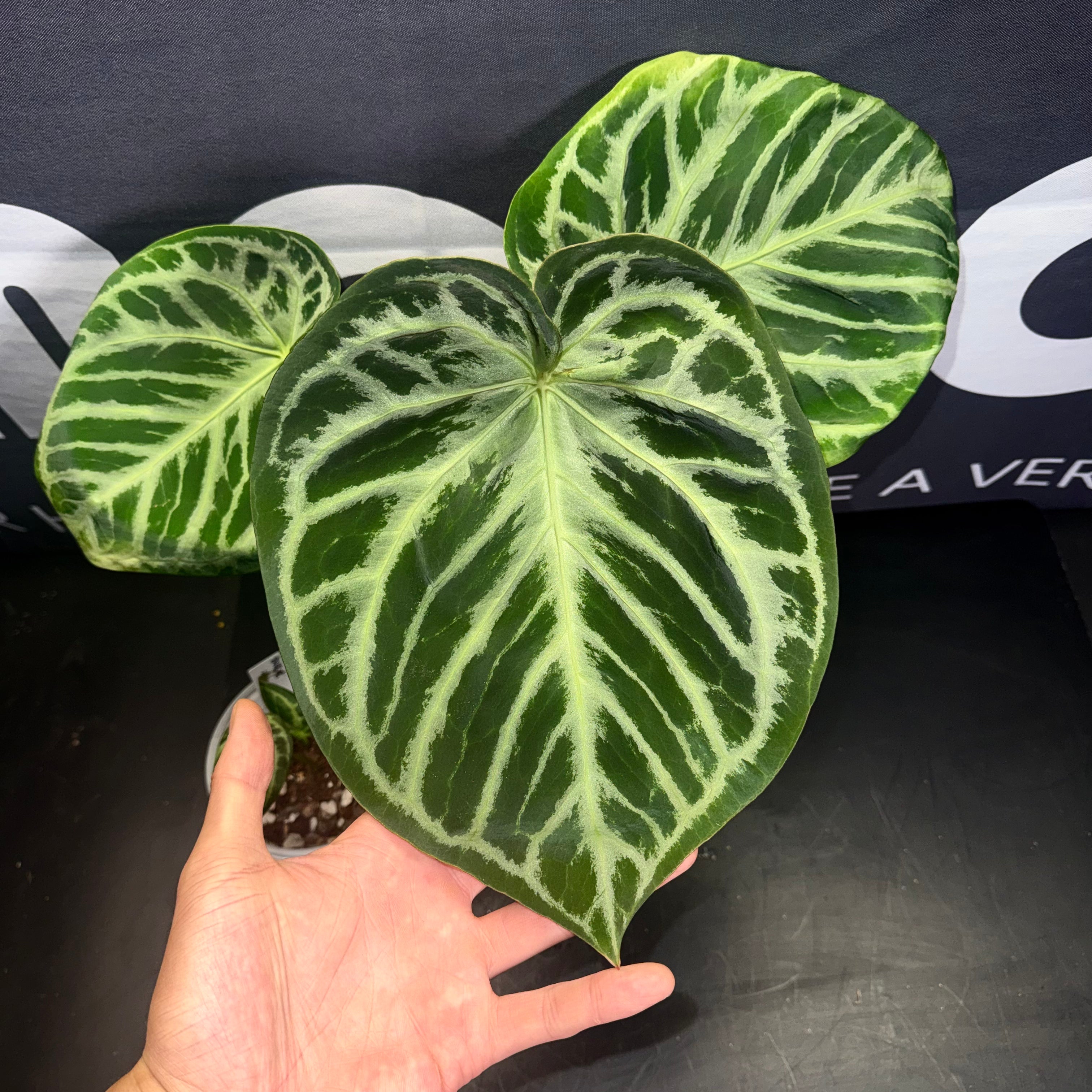 Equator – MONO Plant House