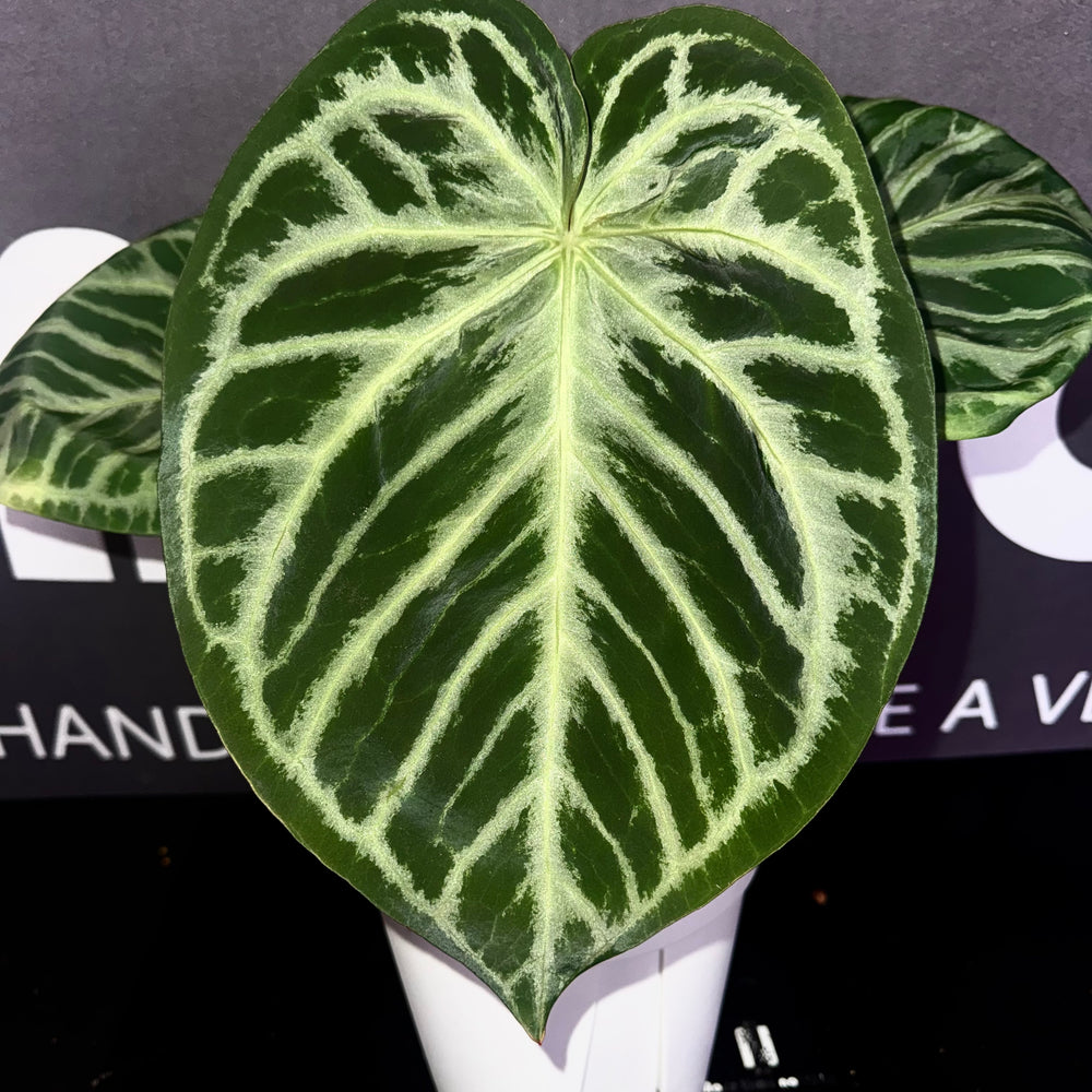 [Equator]【活性保持·铜锣烧】Anthurium 'Dorayaki'