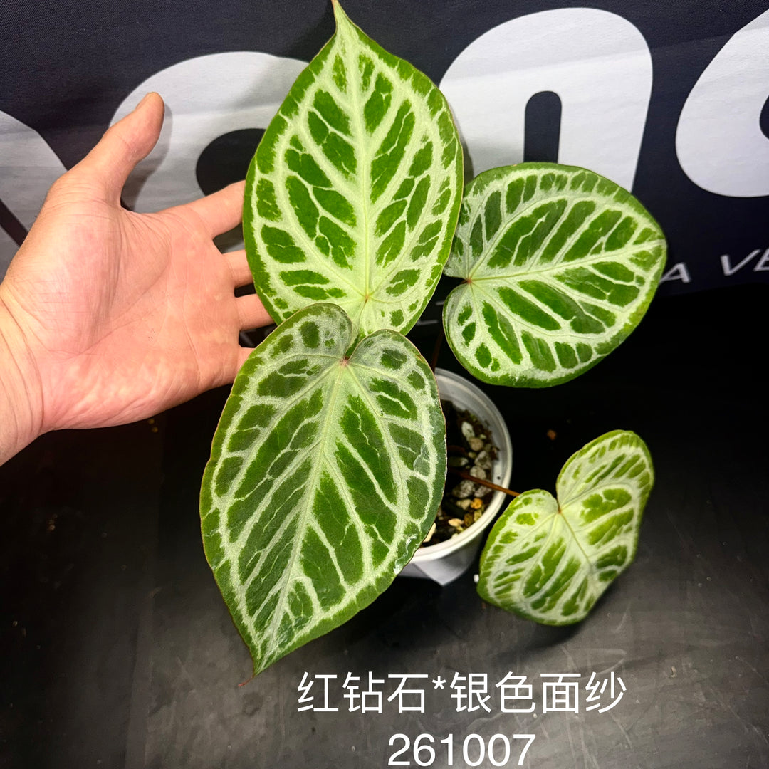 [Equator]【活性保持·红钻石*银色面纱】Anthurium 'Red Diamond x Silver Veil'
