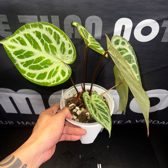 [Equator]【活性保持·红钻石*银色面纱】Anthurium 'Red Diamond x Silver Veil'