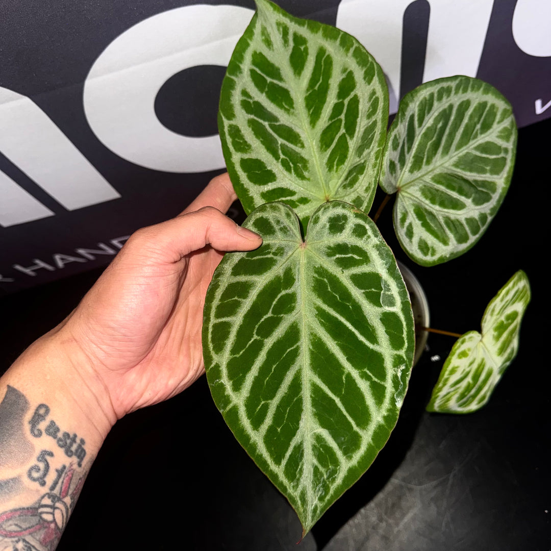 [Equator]【活性保持·红钻石*银色面纱】Anthurium 'Red Diamond x Silver Veil'
