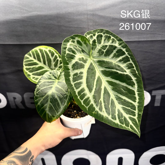 [Mono]【莫若·SKG银】Anthurium  'SKG Silver'