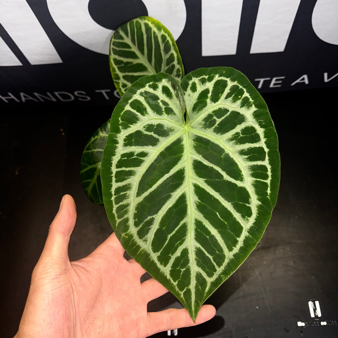[Mono]【莫若·SKG银】Anthurium  'SKG Silver'