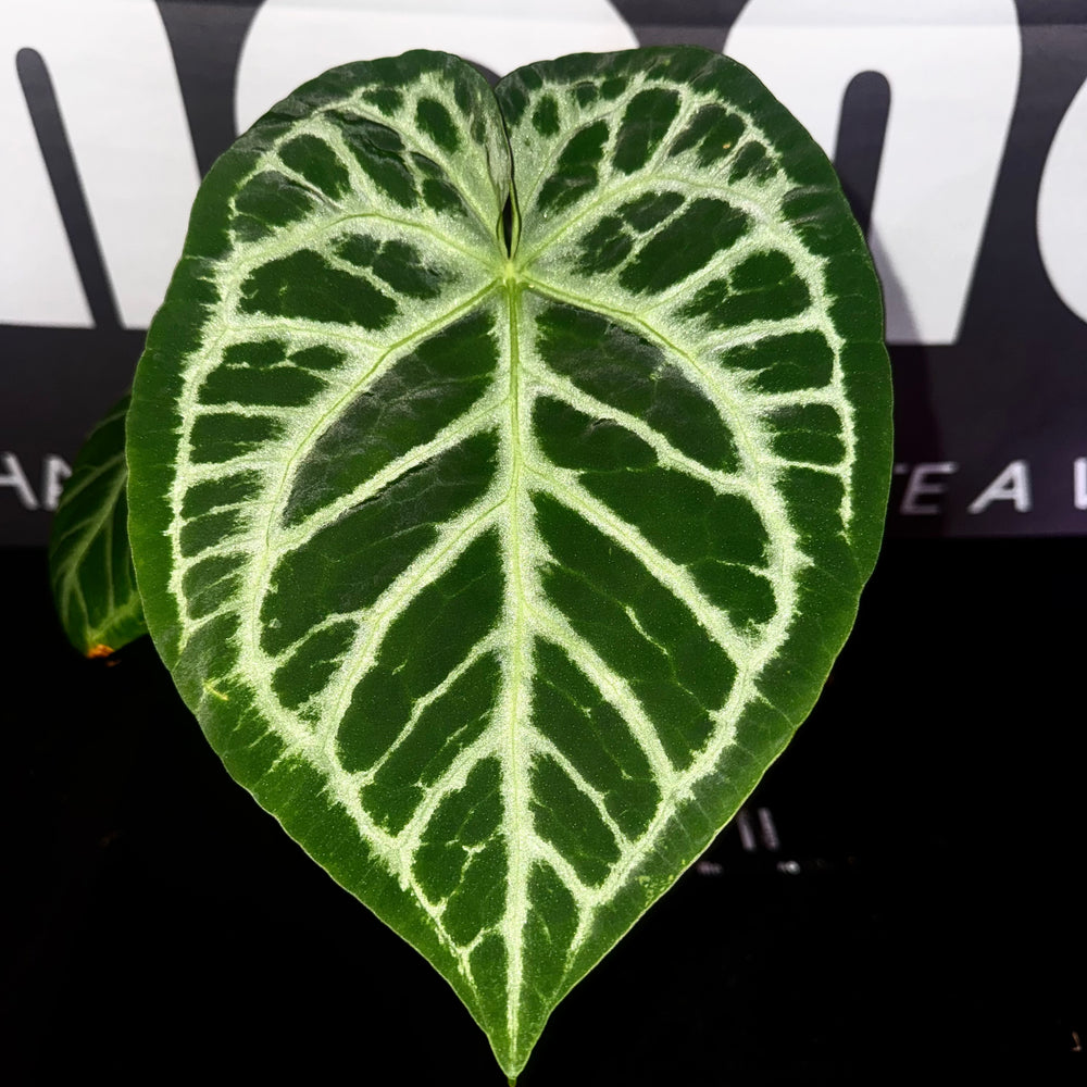 [Mono]【莫若·SKG银】Anthurium  'SKG Silver'