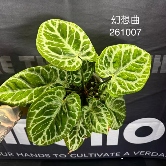 [PlantX]【植物未来·S级狂想曲】Anthurium 'Rhapsody' Grade S
