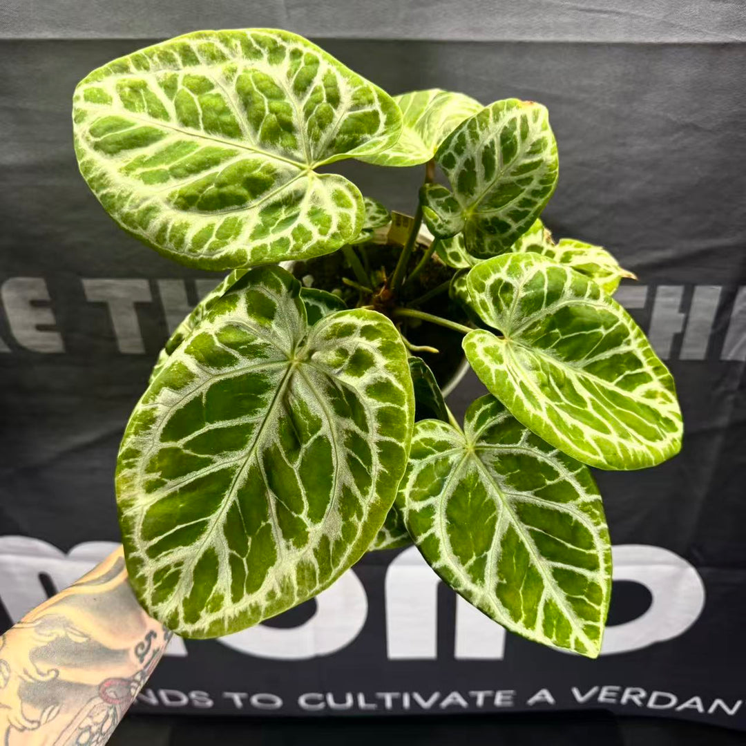 [PlantX]【植物未来·S级狂想曲】Anthurium 'Rhapsody' Grade S