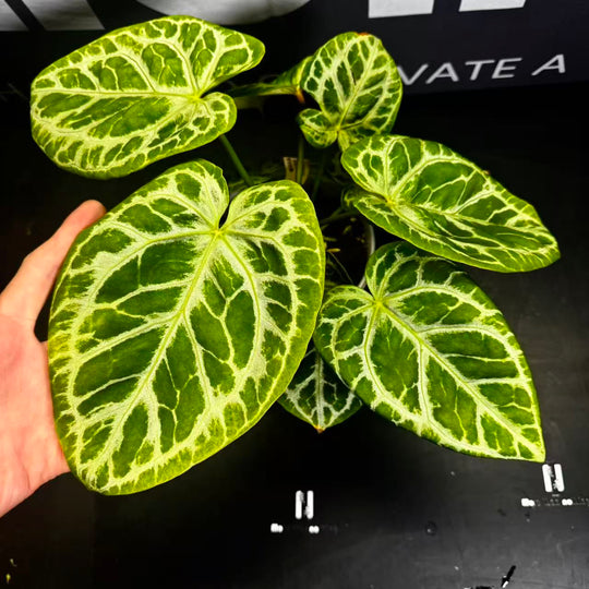 [PlantX]【植物未来·S级狂想曲】Anthurium 'Rhapsody' Grade S