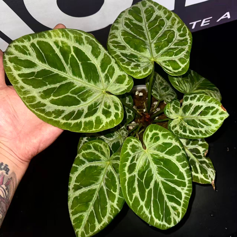 [PlantX]【植物未来·S级狂想曲】Anthurium 'Rhapsody' Grade S