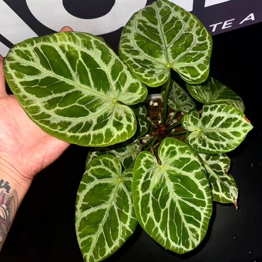 [PlantX]【植物未来·S级狂想曲】Anthurium 'Rhapsody' Grade S