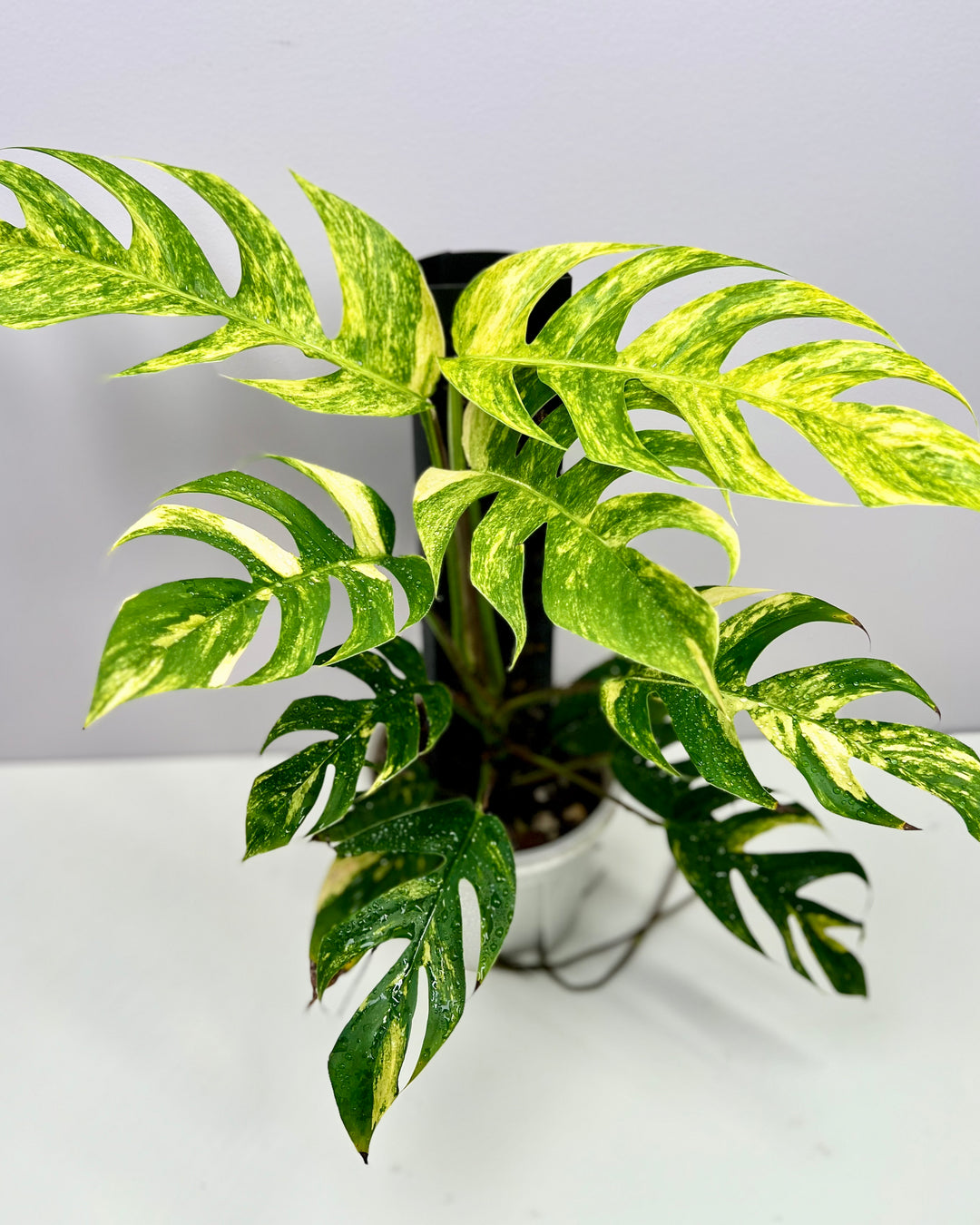 Epipremnum Pinnatum Aurea Var.【火焰麒麟尾】[EPAU]