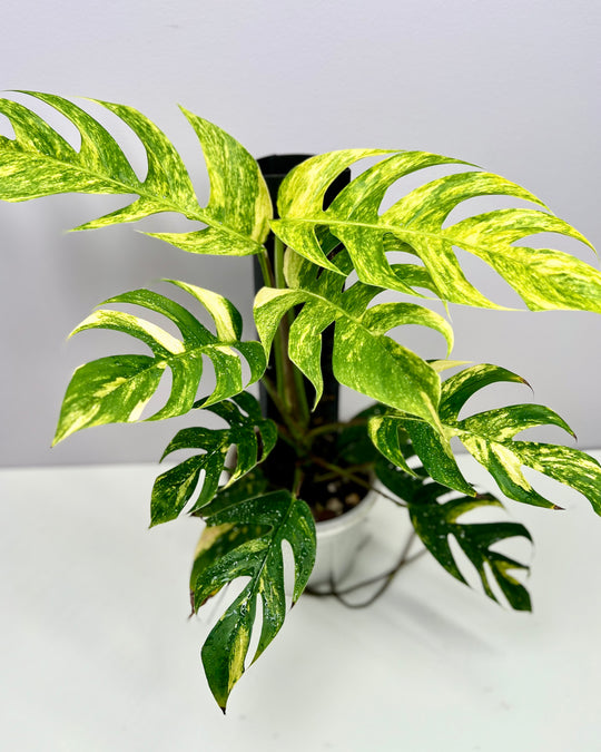 Epipremnum Pinnatum Aurea Var.【火焰麒麟尾】[EPAU]