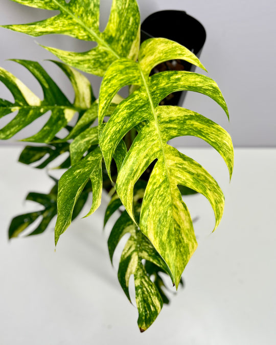 Epipremnum Pinnatum Aurea Var.【火焰麒麟尾】[EPAU]
