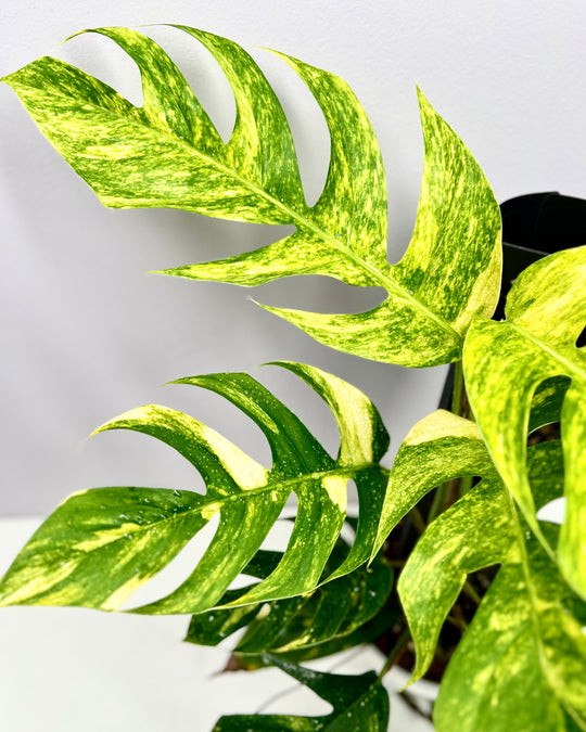Epipremnum Pinnatum Aurea Var.【火焰麒麟尾】[EPAU]