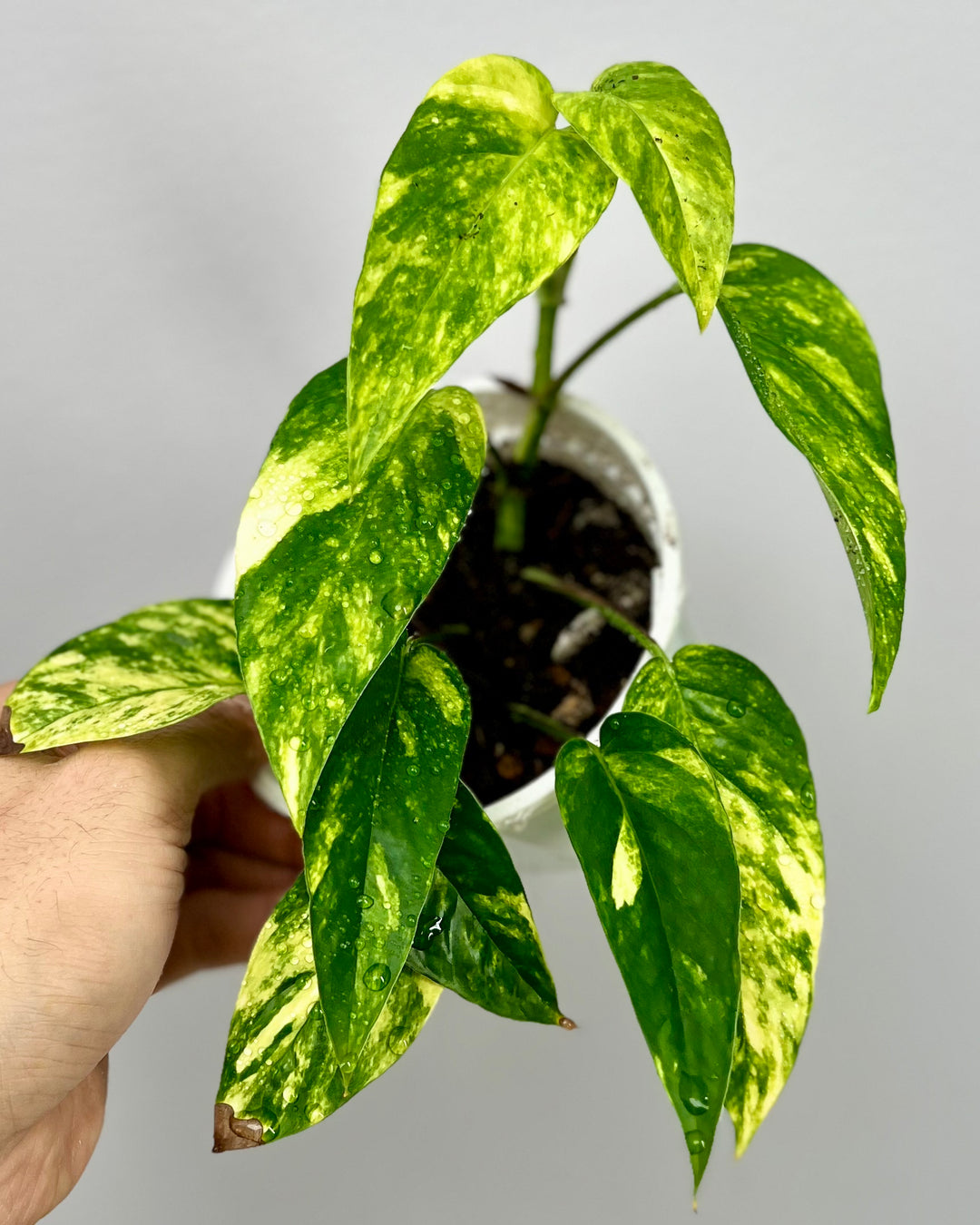 Epipremnum Pinnatum Aurea Var.【火焰麒麟尾】[EPAU]