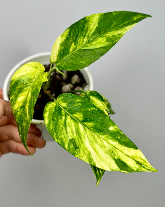 Epipremnum Pinnatum Aurea Var.【火焰麒麟尾】[EPAU]