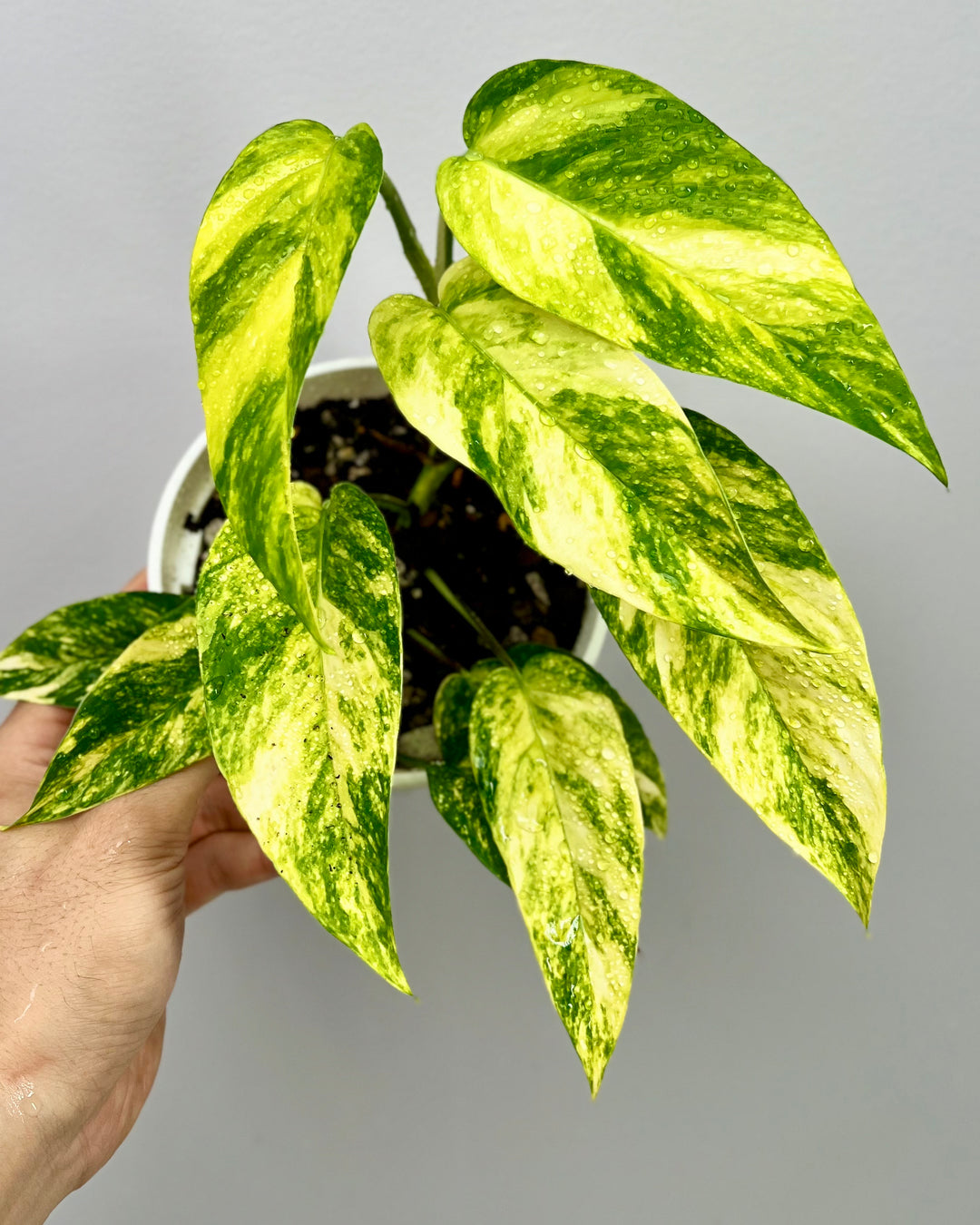 Epipremnum Pinnatum Aurea Var.【火焰麒麟尾】[EPAU]