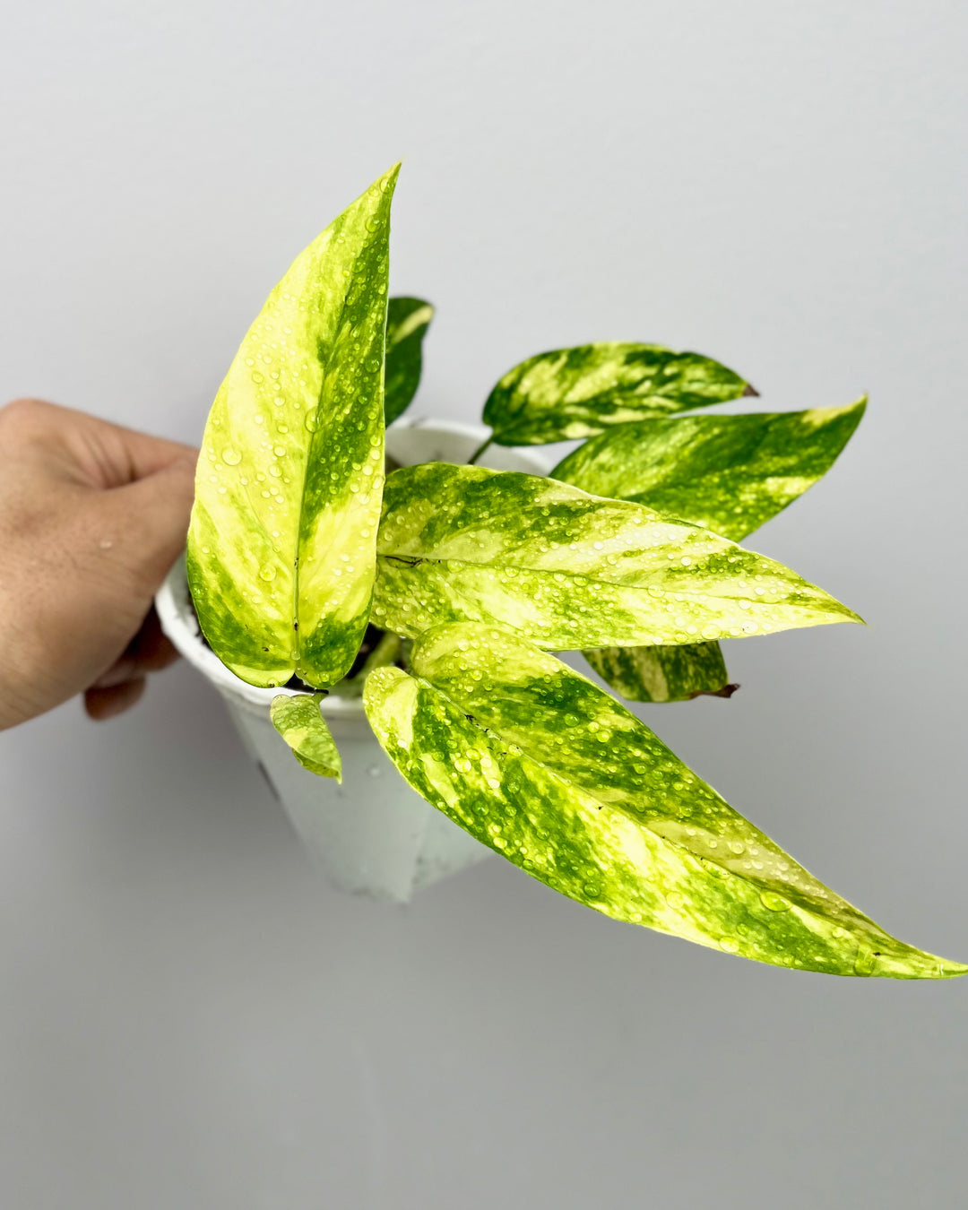 Epipremnum Pinnatum Aurea Var.【火焰麒麟尾】[EPAU]