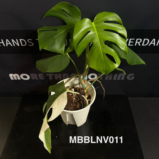 Monstera Borsigiana【Beginner Low/None Variegation】[MBBLNV]
