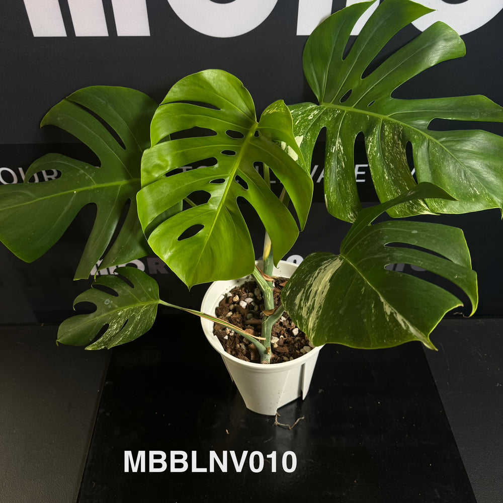 Monstera Borsigiana【Beginner Low/None Variegation】[MBBLNV]