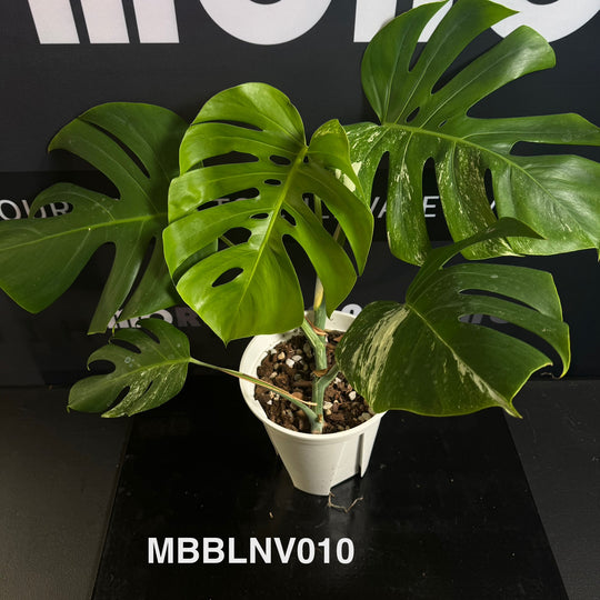 Monstera Borsigiana【Beginner Low/None Variegation】[MBBLNV]