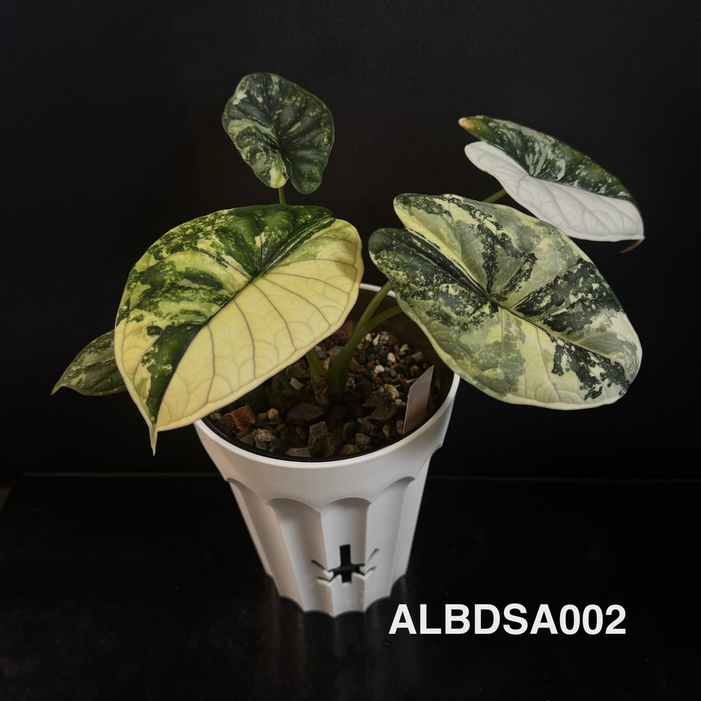 Alocasia Baginda【Dragon Scale】Albo Variegated【白锦龙鳞】[ALBDSA]